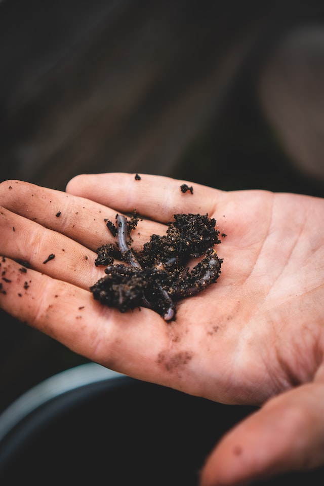 worms in man's hand