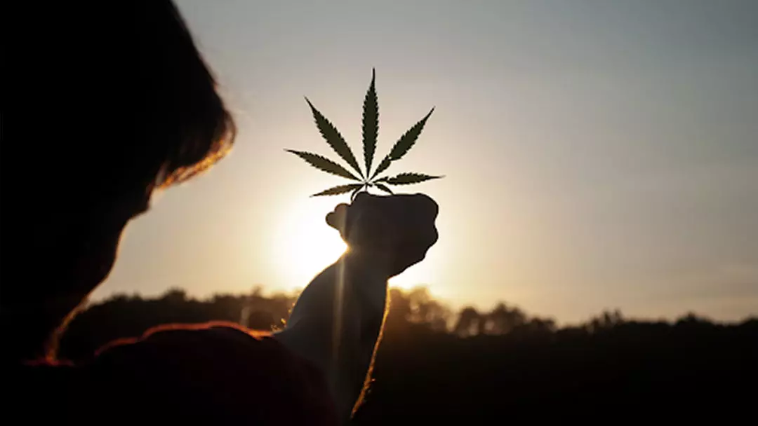 A man holding a cannabis leaf up to the sunlight