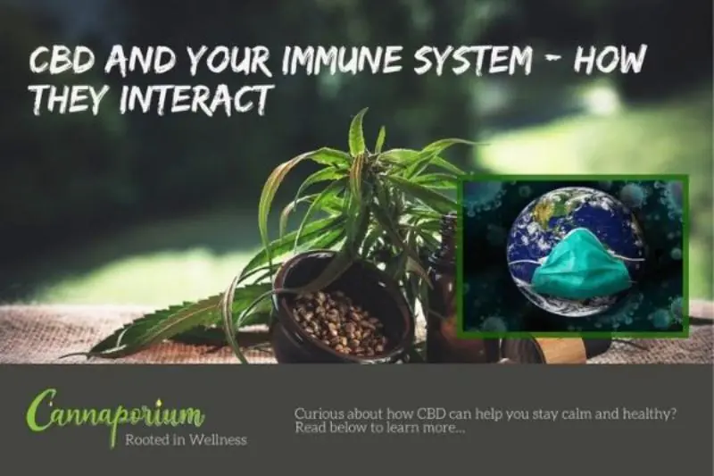 cbd and your immune system